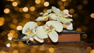 orchid_flowers_flower_plant_white_book_bokeh-759221